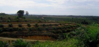 the Oil palm plantations areas in Boreneo photo
