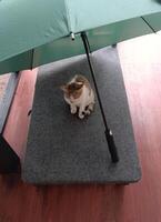 a cat rest under the umbrella, waiting for the rain photo