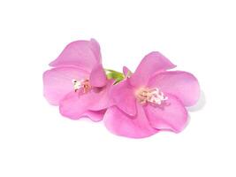 The Dombeya flower on white background. photo