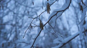 Snow blankets tree branches in a peaceful winter landscape, highlighting delicate flora. The scene evokes a serene and quiet atmosphere in nature. video