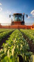 A tractor is working in a field with plants photo
