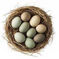 Eggs in a nest on a white background photo
