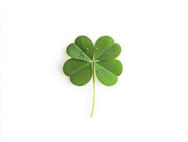 Vibrant green four leaf clover with dew drops photo