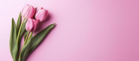 Pink Tulips on Soft Pink Background with Copy Space, Perfect for Floral Designs and Greetings , Mother's Day , Valentine's Day photo
