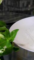 spring rolls making process step by step Spring roll with chicken or shrimps in rice paper with sweet and sour sauce close-up, cooking traditional korean chinese food. Tasty vietnamese cuisine. video