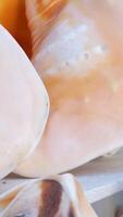 seashells on the shelf counters of the store near the sea ocean Greece Mykonos Extensive collection of antique specimens corals and shells video