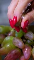 woman's hand with a red manicure squeezes grapes grape juice splashed Close shot of a hand holding and squeezing some grapes with juice coming out in slow motion video