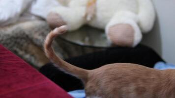 the cat walks on the table Tracking shot of curious confident kitten walking on table jumping down on floor in slow motion. Portrait of adorable domestic pet strolling at home video