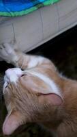 the cat sharpens its nails on the sofa ginger striped cat sharpening claws on the scratching post video