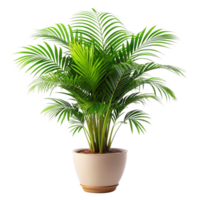 3d Palm Plant Tree in the Pot is isolated on transparent background png