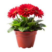 red flower plant tree in the pot is isolated on transparent background png