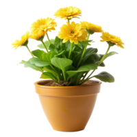 yellow flower plant tree in the pot is isolated on transparent background png