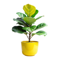 fiddle leaf fig in the yellow pot is isolated on transparent background png