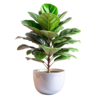 fiddle leaf fig in the white pot is isolated on transparent background png