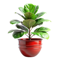 fiddle leaf fig in the red pot is isolated on transparent background png