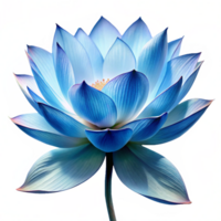 Delicate blue Lotus Flower is isolated on transparent background png