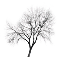 Willow Tree isolate on transparent background png