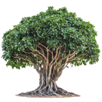 Banyan isolate on transparent background png