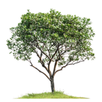tree on grass with green leaves isolate on transparent background png