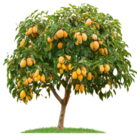 Mango Tree isolate on transparent background png