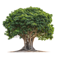 A banyan isolate on transparent background png