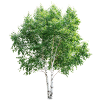 a birch tree on a white background png