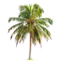 Coconut Tree isolate on transparent background png