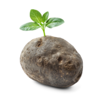 Potato isolate on transparent background png