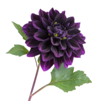 Dahlia flower isolate on transparent background png