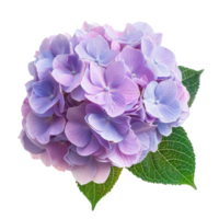 Hydrangea flower isolate on transparent background png