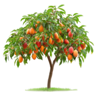 an orange mango tree with fruit on transparent background png