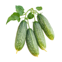 Cucumber isolate on transparent background png