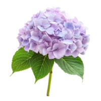 a purple flower with leaves isolate on transparent background png