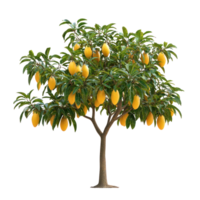 Mango Trees isolate on transparent background png