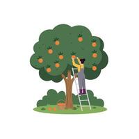 Woman Harvesting Ripe Oranges From Tree Using Ladder with Basket vector