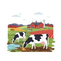 Cows Grazing and Drinking on a Rural Farm with Red Barn vector