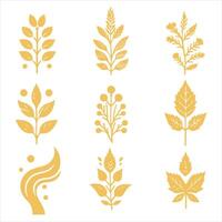 Maple Grove collestion design vector