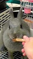 The rabbit is nibbling on an apple branch. video