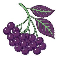 a bunch of purple berries with leaves on a branch vector