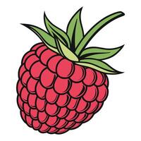 a raspberry is shown on a white background white background vector