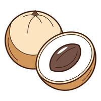 a nut is shown with a white shell and a brown shell vector