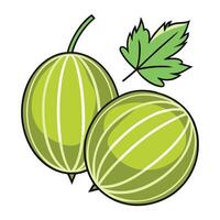 two green melons with leaves on a white background vector