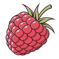 a raspberry is shown on white background vector