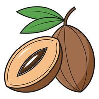 an almond with leaves and a half open vector