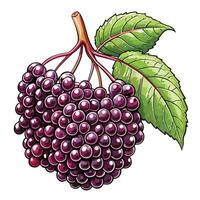 a bunch of black berries with leaves on a white background vector