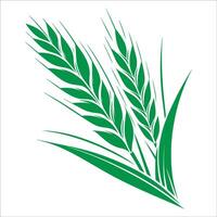 Green wheat on a white background vector