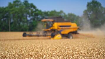Yellow harvester combine mowing the ripe wheat spikelets. Modern equipment gathering the crops in blurred image. Dusty clouds behind the working machine. video