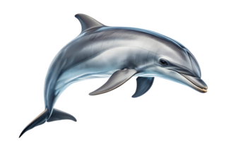 A dolphin is gracefully jumping out of the water against a transparent background png