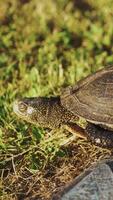 big turtle runs away from the paving stones to the green meadow in the summer in the garden. Close-up Vertical video