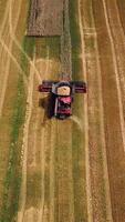 Combine harvester working on a golden ripe wheat field. Harvest time. Aerial view. Vertical video